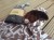 brown poncho for kid girl boy robe for swimming pool warm poncho brązowe ponczo dla dziecka hooded towel